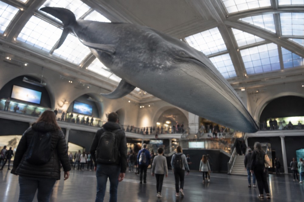 Visitors walking through a bright hall with a large suspended whale model overhead