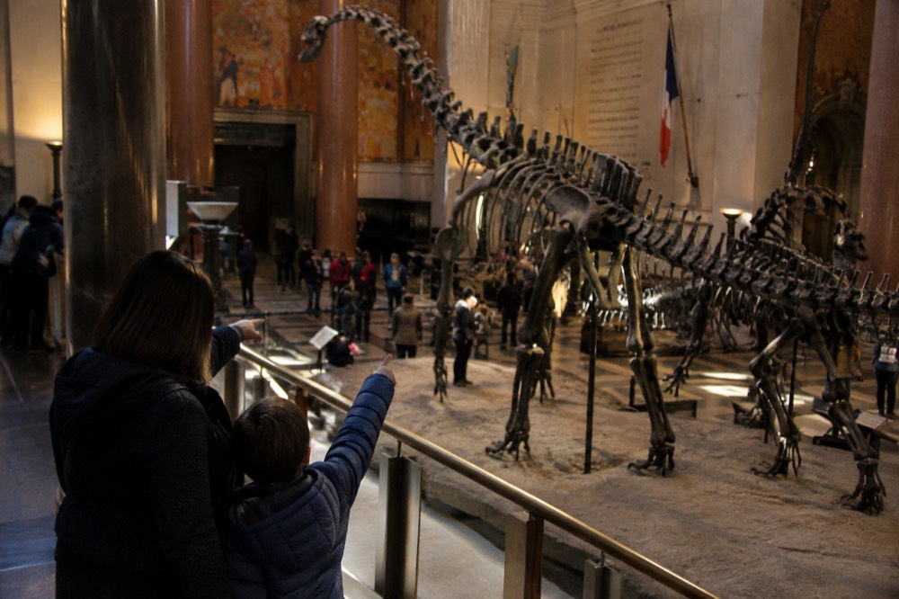 A parent and child point at dinosaur skeletons inside a museum hall