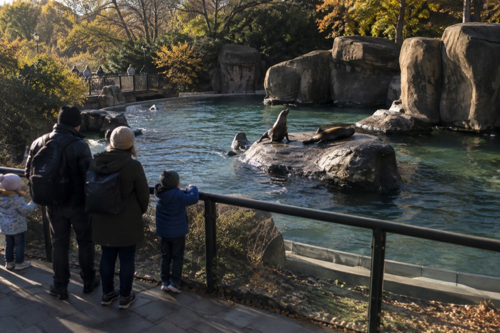 A family watching sea lions at the Central Park Zoo