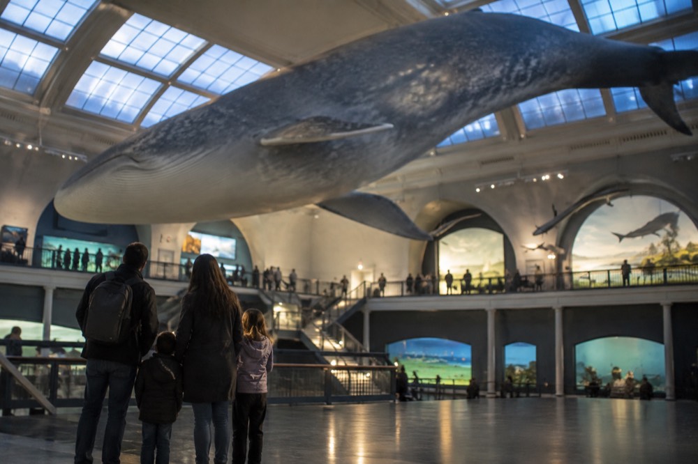 A family looking up at a suspended blue whale model in a natural history museum hall