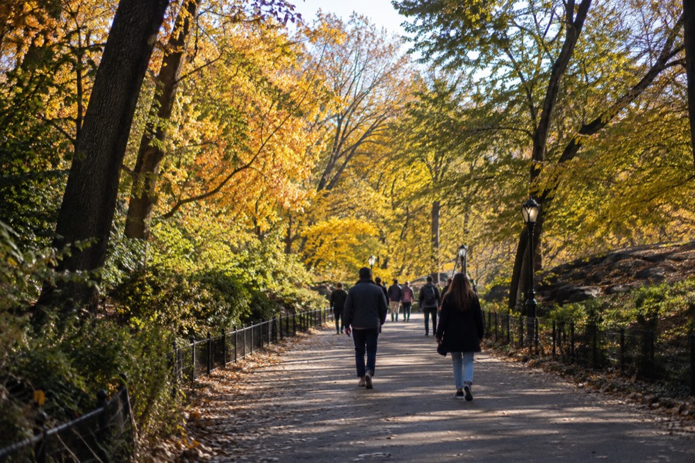 People walking a tree-lined path in Central Park with golden autumn foliage