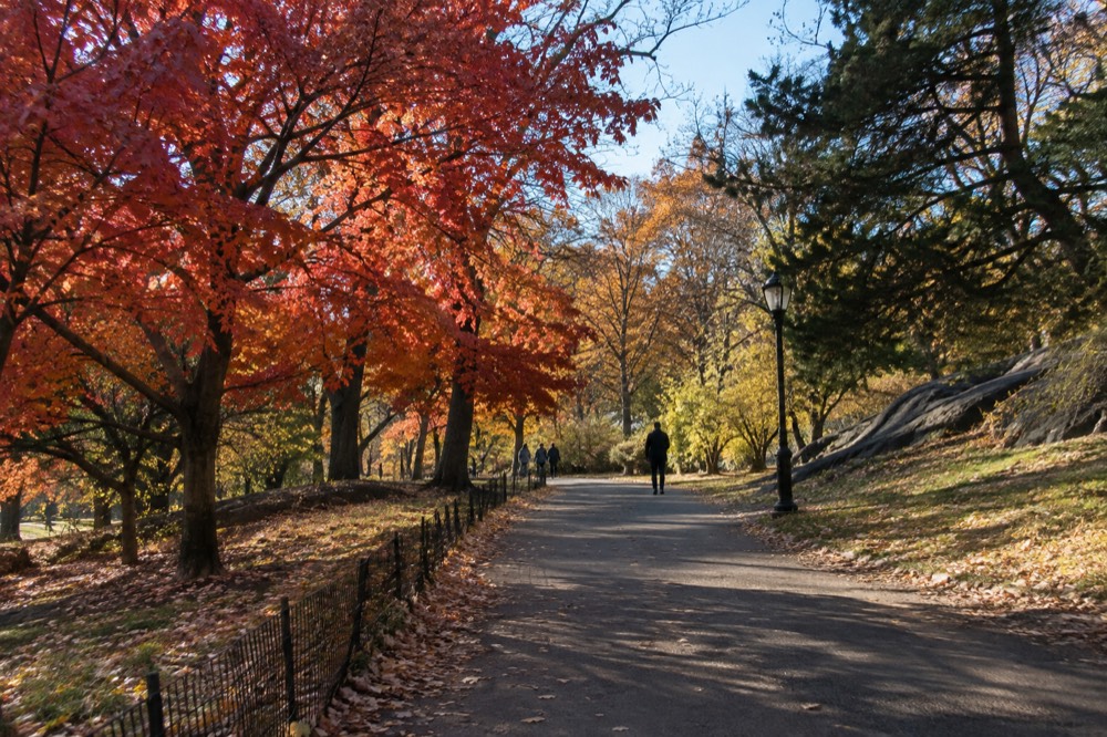 A quiet Central Park pathway with red and orange maple trees on a sunny October morning