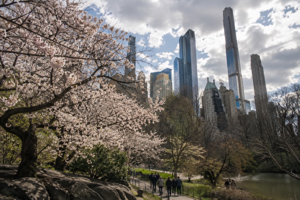 Cherry blossom trees blooming along a path in Central Park with the New York skyline behind them