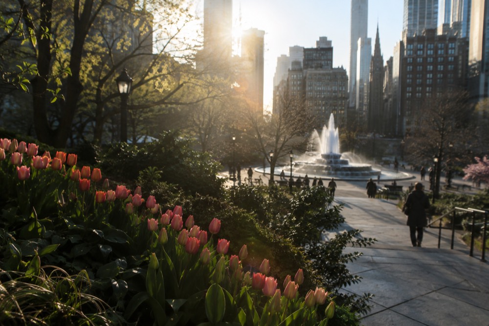 Tulips blooming in a park bed with a fountain and city buildings in the background