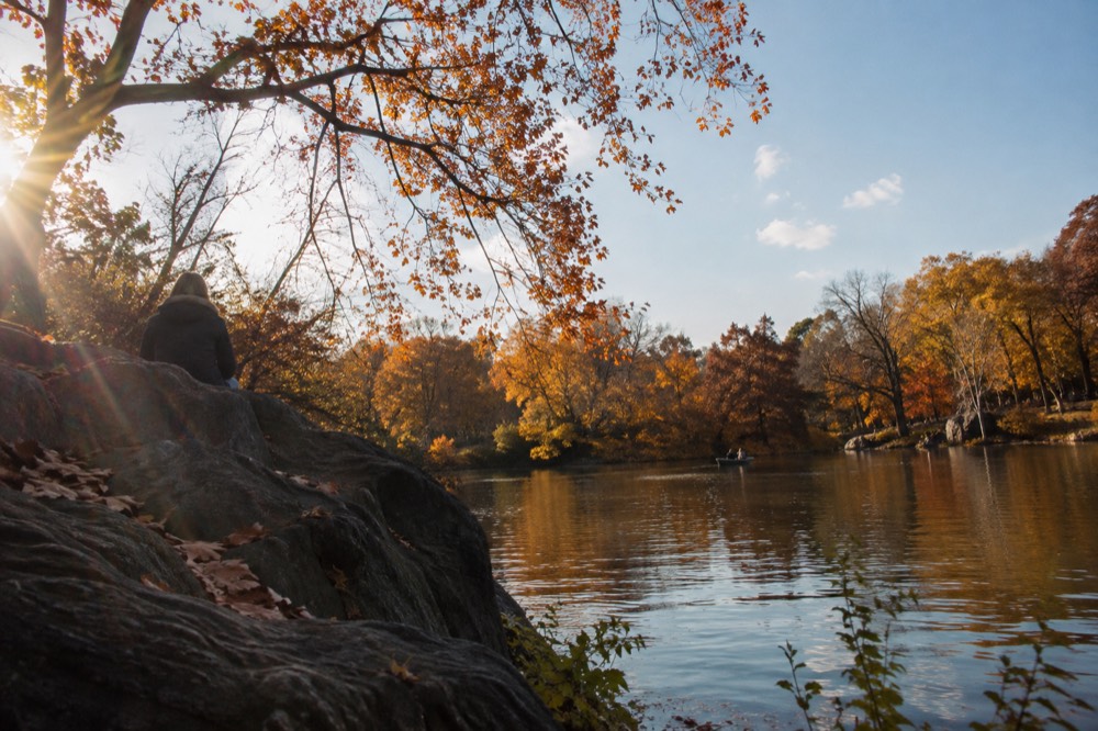 Central Park trees with orange and yellow fall foliage around a lake