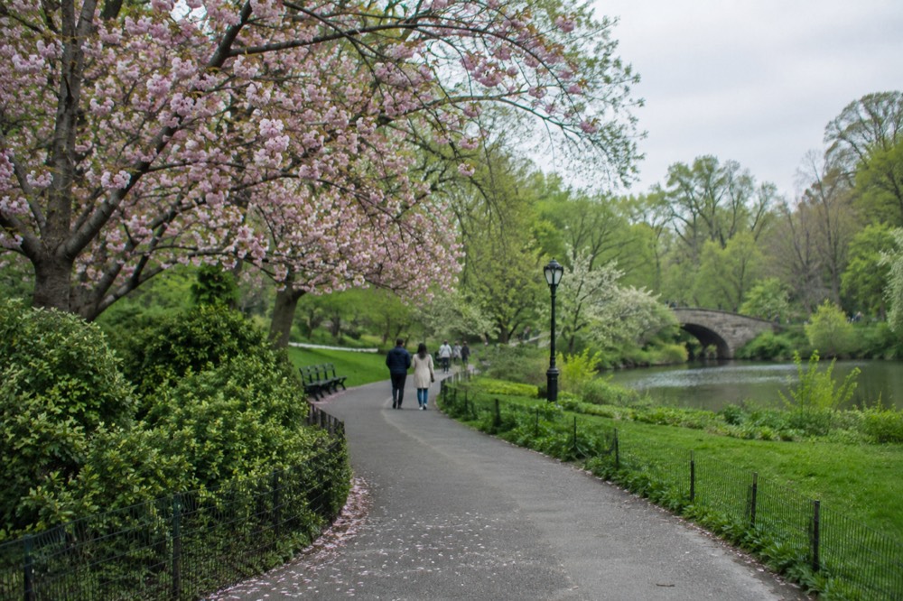 Trees in Central Park in full spring bloom
