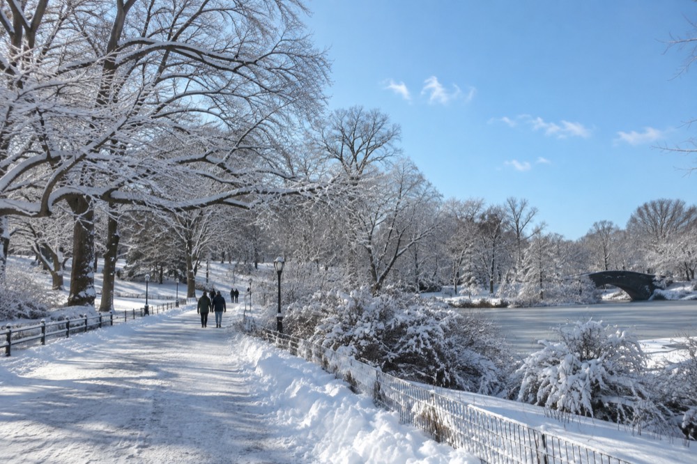 Snow-covered trees and path in Central Park in winter